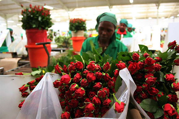 Black in Business: Kenya Makes Over $1Bn From Flowers’ Exports In 10 Months