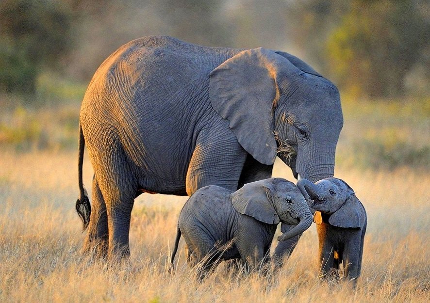 Feature News: Zimbabwe Will Let Trophy Hunters Shoot Up To 500 Elephants For $70k Each