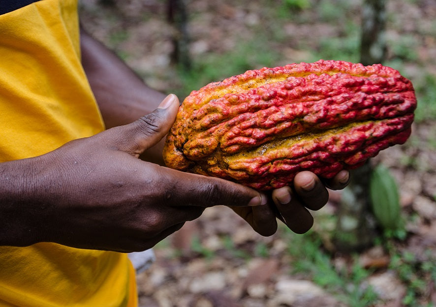 Feature News: Ghana, Ivory Coast Accuse U.S. Chocolate Giants Of Not Paying Fair Bonus To Cocoa Farmers